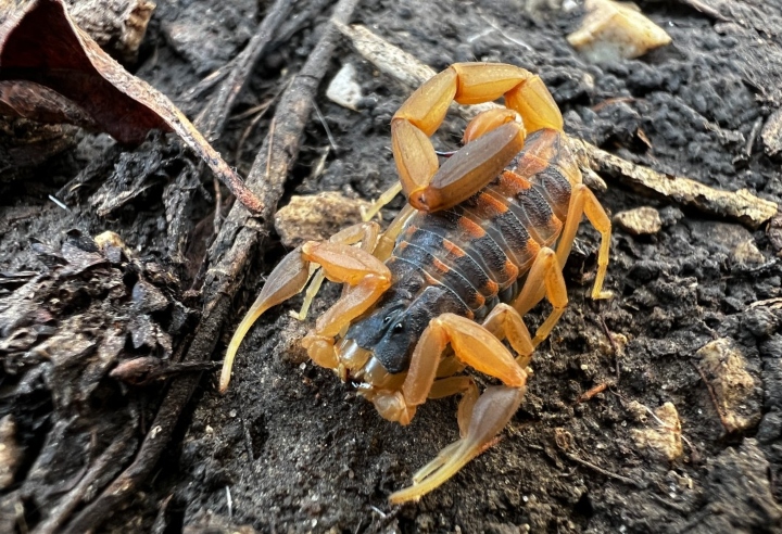 Striped Bark Scorpion